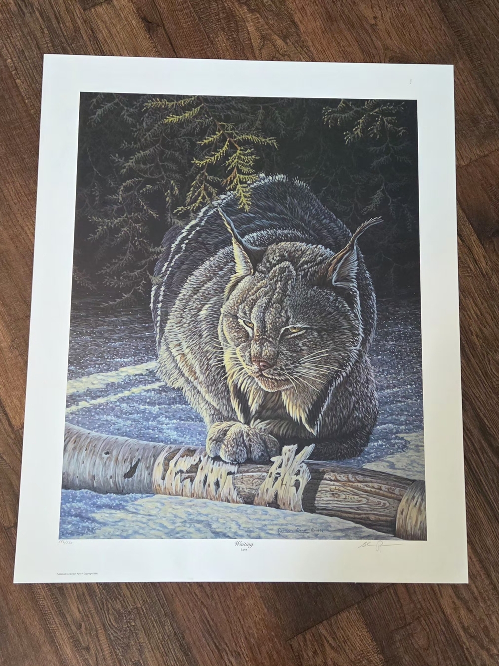 Wildlife Print Of Waiting Lynx Numbered And Signed Unframed